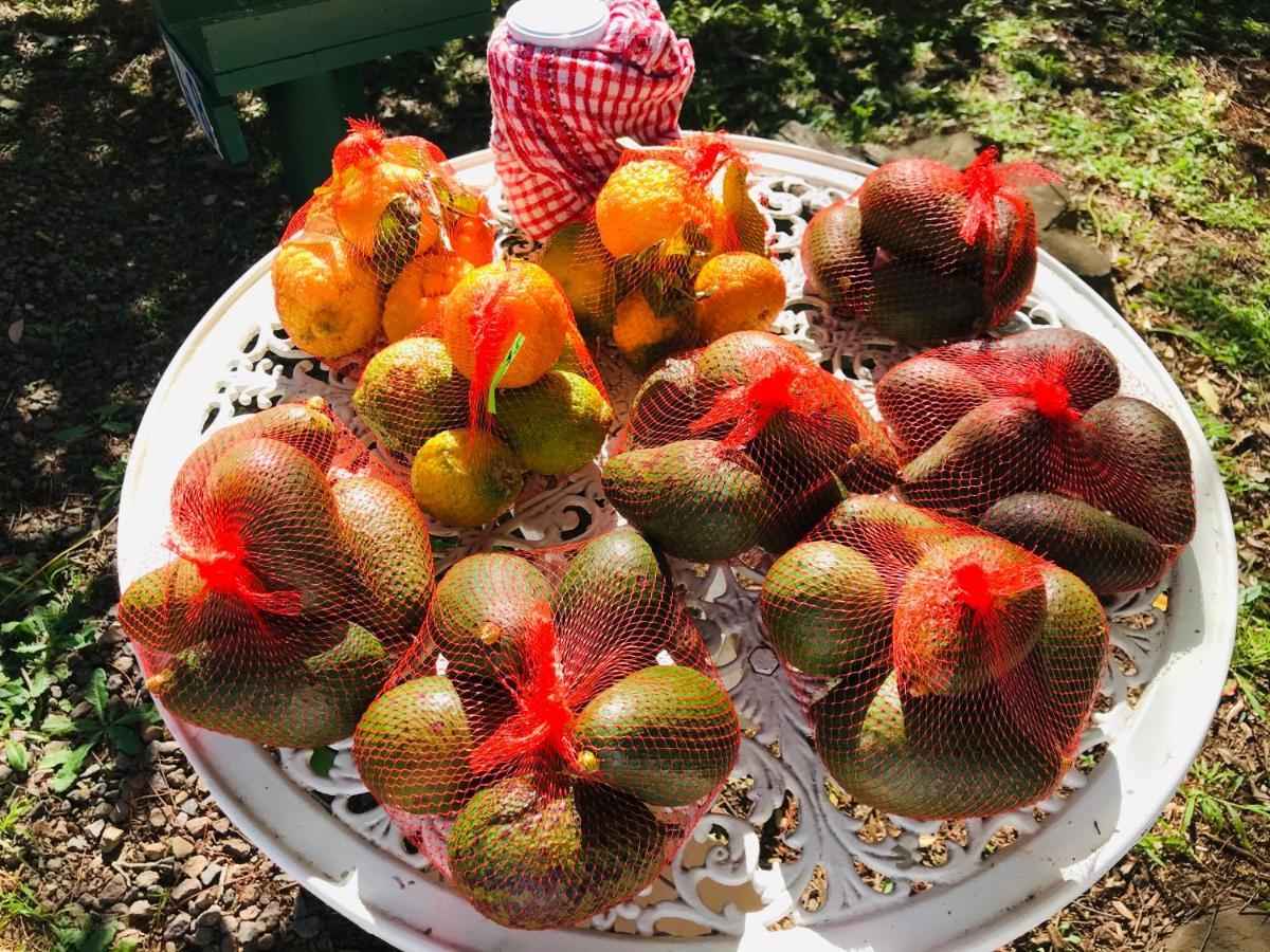 Maleny Monet Studio المظهر الخارجي الصورة